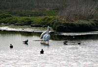 White Pelicans and Egrets @ Palo Alto Baylands